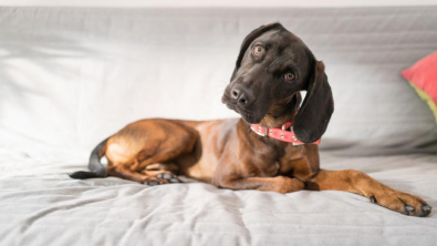 Illustration : Pourquoi les chiens penchent la tête : une étude révèle la raison derrière ce comportement mignon