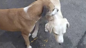 Illustration : "Un acte de compassion canine : un chien à trois pattes reçoit l'aide d'un ami pour se gratter"