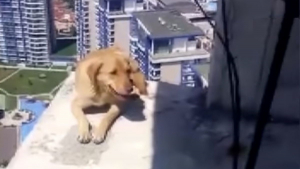 Illustration : "Le sauvetage vertigineux d’un chien piégé sur un balcon au 36ème étage d’un immeuble en construction (vidéo)"
