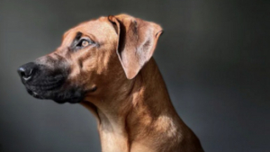 Illustration : "19 photos montrant que les Rhodesian Ridgeback sont de merveilleux compagnons à 4 pattes"