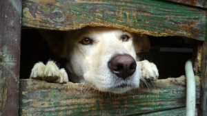 Illustration : "19 photos de chiens si curieux, qu’ils ne peuvent s’empêcher de regarder à travers la palissade"