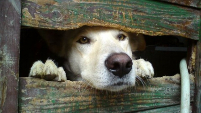 Illustration : 19 photos de chiens si curieux, qu’ils ne peuvent s’empêcher de regarder à travers la palissade