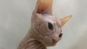 Illustration : "20 photos pour apprendre à connaître le Donskoy ou chat Sphynx du Don"