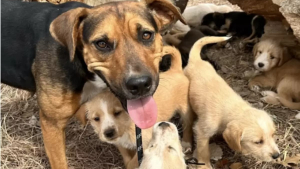 Illustration : "Une bénévole stupéfaite face au nombre de chiots protégés par une chienne errante au grand cœur"