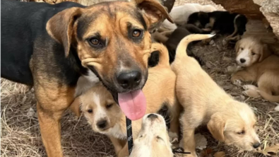 Illustration : "Une bénévole stupéfaite face au nombre de chiots protégés par une chienne errante au grand cœur"