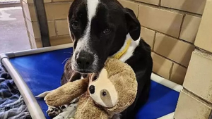 Illustration : "Jane, la chienne qui a trouvé du réconfort dans un paresseux en peluche pendant son deuxième séjour en refuge"