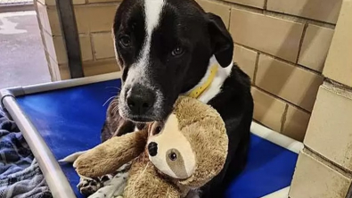 Illustration : "Jane, la chienne qui a trouvé du réconfort dans un paresseux en peluche pendant son deuxième séjour en refuge"