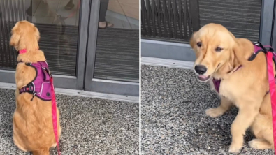 Illustration : "Cette chienne Golden Retriever n’arrive pas à contenir sa joie quand elle se rend chez le vétérinaire "