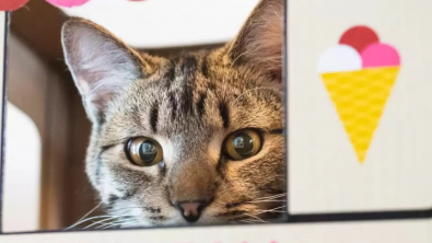 Illustration : Une chatte obsédée par les muffins doit quitter le café l’ayant rendue célèbre, mais pour une bonne raison