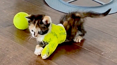 Illustration : Malgré son attelle, ce chaton continue à jouer comme si rien ne pouvait l’arrêter (vidéo)