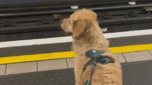Illustration : "Le chien qui égaye les trajets en métro : rencontre avec un compagnon de voyage hors pair (vidéo)"
