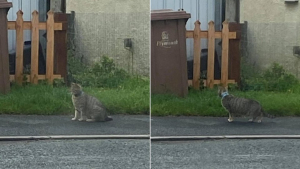 Illustration : "Un chat errant au cou coincé dans une boîte de thon mobilise habitants et bénévoles décidés à le secourir"