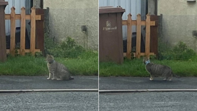 Illustration : "Un chat errant au cou coincé dans une boîte de thon mobilise habitants et bénévoles décidés à le secourir"