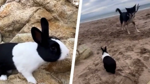 Illustration : "La complicité touchante entre Gary et Wil, un lapin et un chien qui aiment jouer ensemble à la plage (vidéo)"