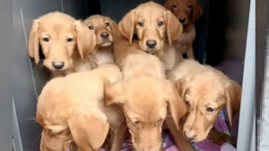 Illustration : "7 petits Labradors abandonnés sur la route avec des copeaux de bois pour seul repas"