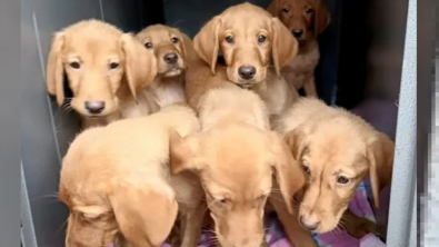 Illustration : 7 petits Labradors abandonnés sur la route avec des copeaux de bois pour seul repas