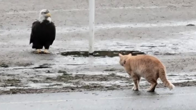 Illustration : "La bravoure de Bruno, ce chat qui n'a pas peur des grands rapaces