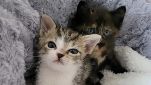 Illustration : "Un chaton rescapé d'un ouragan est présenté à une congénère orpheline en espérant que l'alchimie opère"