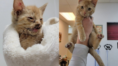 Illustration : Des bénévoles se battent pour un chaton retrouvé avec plusieurs membres cassés