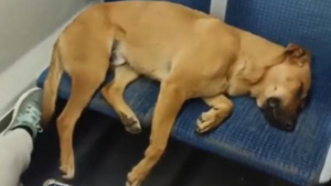 Illustration : "Personne n’ose réveiller un chien épuisé qui s’est endormi dans un métro bondé (vidéo)"