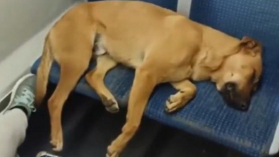 Illustration : "Personne n’ose réveiller un chien épuisé qui s’est endormi dans un métro bondé (vidéo)"