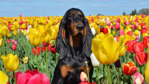 Illustration : "Cette chienne a des oreilles si grandes qu’elle est entrée au Livre Guinness des records ! (vidéo)"