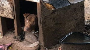 Illustration : "Au Texas, pour enchaîner un chien à l’extérieur, il faut respecter des conditions très strictes"