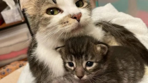 Illustration : "Brisés par le décès de presque toute la portée, une chatte et son seul bébé adoptent un chaton orphelin "