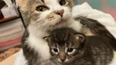 Illustration : "Brisés par le décès de presque toute la portée, une chatte et son seul bébé adoptent un chaton orphelin "