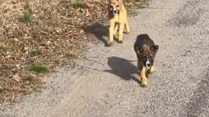 Illustration : "Une femme quitte le travail pour aller acheter des cookies et revient avec 2 chiots abandonnés (vidéo)"