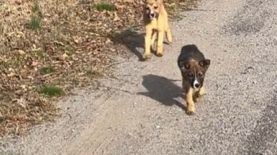 Illustration : "Une femme quitte le travail pour aller acheter des cookies et revient avec 2 chiots abandonnés (vidéo)"