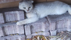 Illustration : "Ce chat a troqué son lit de briques froides contre des couvertures douillettes et la chaleur d’un foyer"