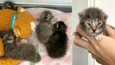 Illustration : "Une bénévole dévouée redonne espoir à 4 chatons orphelins âgés de quelques jours"