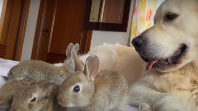 Illustration : "Quand un Golden Retriever devient le papa adoptif inattendu d'une portée de lapereaux"