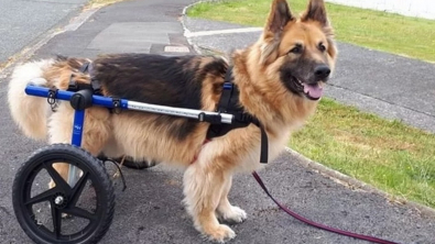 Illustration : "L'histoire touchante d'un retraité qui consacre sa pension au bien-être de son chien handicapé"