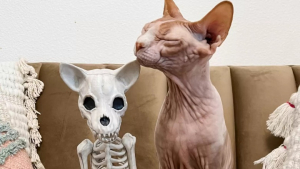 Illustration : "Son chat tombe amoureux d’un squelette acheté pour décorer la maison à l’occasion d’Halloween"