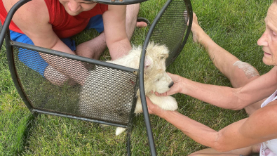 Illustration : "Le jeu vire à l'incident pour ce chiot Samoyède, pris au piège d'une chaise en acier (vidéo)"