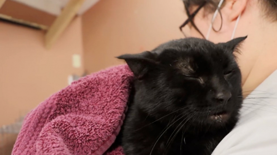 Illustration : Un automobiliste découvre un chat gelé et collé au sol par -50°C et fait tout pour le sauver (vidéo)