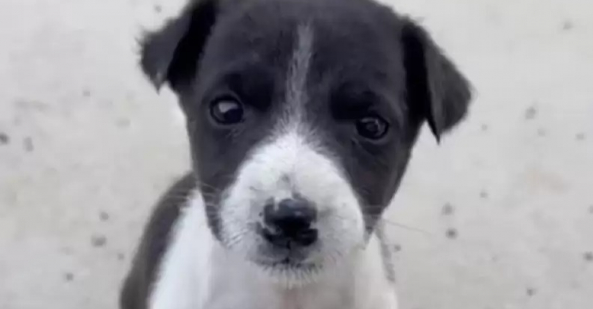 Ce chiot minuscule séparé de sa famille pleurait dans la rue en cherchant sa maman (vidéo)