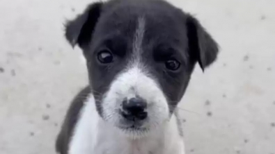 Illustration : "Ce chiot minuscule séparé de sa famille pleurait dans la rue en cherchant sa maman (vidéo)"