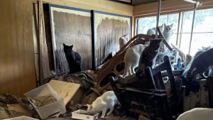 Illustration : "170 chats découverts dans la maison insalubre d’un homme âgé, hospitalisé depuis plusieurs semaines"
