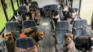 Illustration : "Ces chiens ont un service de garde de choix, incluant le transport en bus privatisé "