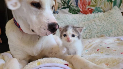 Illustration : Une chienne s’occupe d’un chaton rescapé comme si c’était son propre bébé