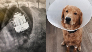 Illustration : "Un chien avale un boîtier d’écouteurs sans fil et doit subir une opération chirurgicale en urgence"