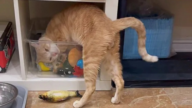 Illustration : "Un chat errant découvre un panier de jouets pour la première fois et plonge dedans avec bonheur "