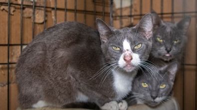 Illustration : Un homme gardait plus 170 chats dans des conditions effroyables à l’intérieur de ses 3 propriétés 