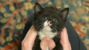 Illustration : "Un chaton orphelin à la démarche chancelante surmonte toutes les difficultés avec l'aide d'une mère d'accueil dévouée"