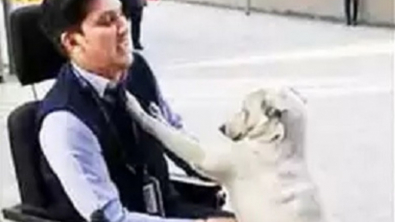Illustration : "Un chien errant prévient un homme en fauteuil roulant que leur meilleur ami commun a disparu "