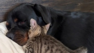 Illustration : Un lien incroyable unit un Rottweiler et « son » chaton, qui s’endorment toujours blottis l’un contre l’autre (vidéo)