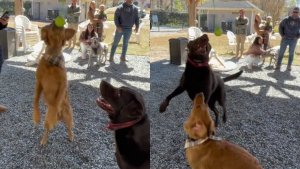 Illustration : "Des chiens retrouvent leur âme de chiot lorsqu’ils découvrent une piñata spécialement faite pour eux (vidéo)"
